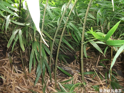 ��Դ����ɽ������