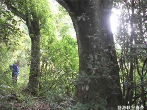 ��Դ����ɽ