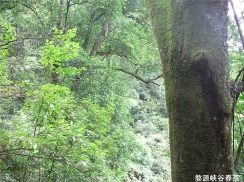 ��Դ����ɽ