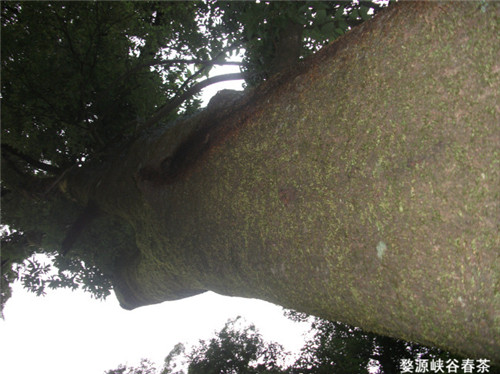 ��Դ����ɽ