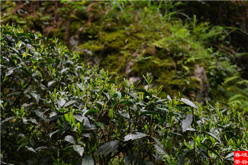 ��ɽ�{�ȴ���@