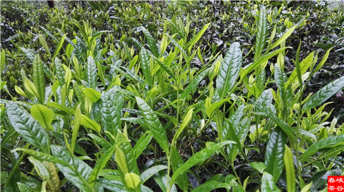 ��ɽ�{�ȴ���@