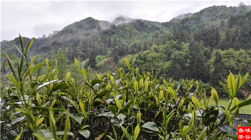 ��ɽ�{�ȴ���@