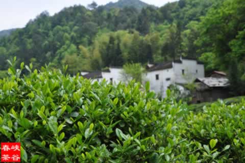 ��ˮϴĘ�A�����yЧ���@��