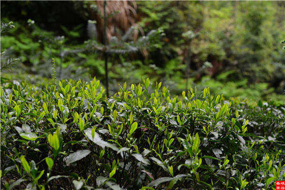 ��ɽ���F�{�ȴ����~�G��