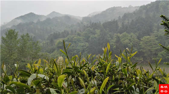 Ʒ��Ԋ������Դ