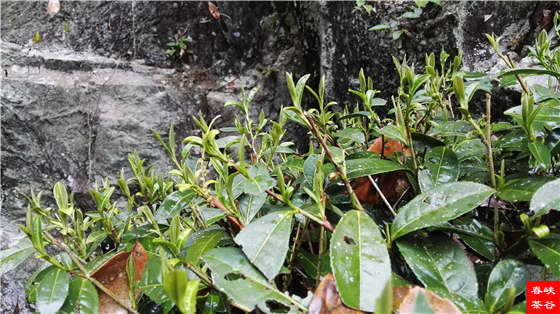 Ʒ���Ԋ������Դ