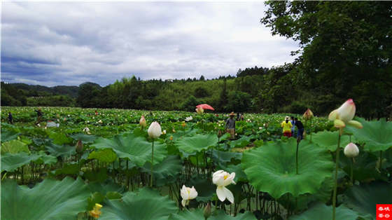 Ʒ��Ԋ������Դ