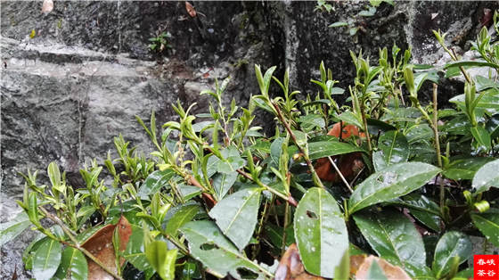 ��Դ�G�贺��