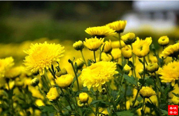 �ջ���ĠI�B�c��Ч�˼�