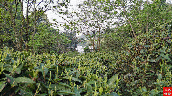 ��ɽ�{�ȴ����~��@