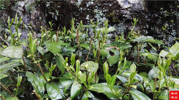 ��ɽ�{�ȴ���@