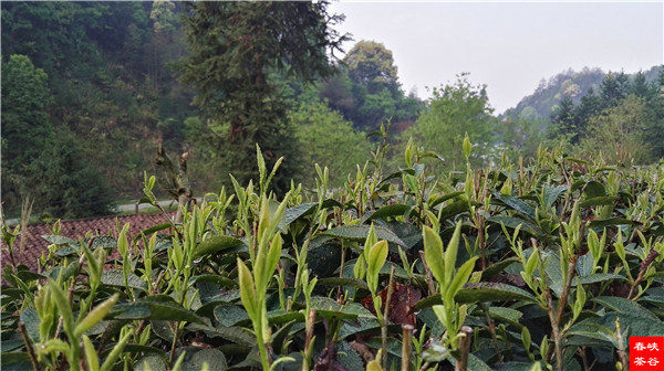 ��ɽ�{�ȴ���@