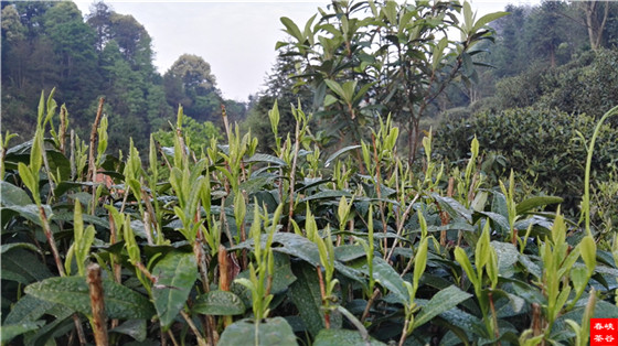 ��Դ���~�G��