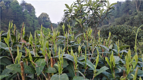 �{�������Դ