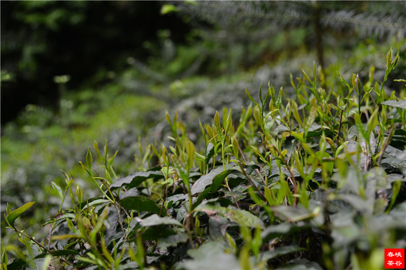 ���]��Դ�{�ȣ��{�ȴ���