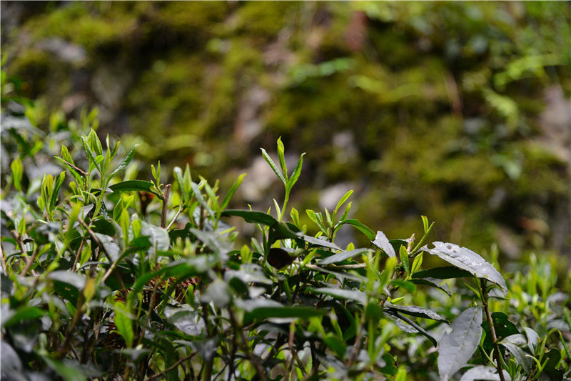 �ò裬����Դ