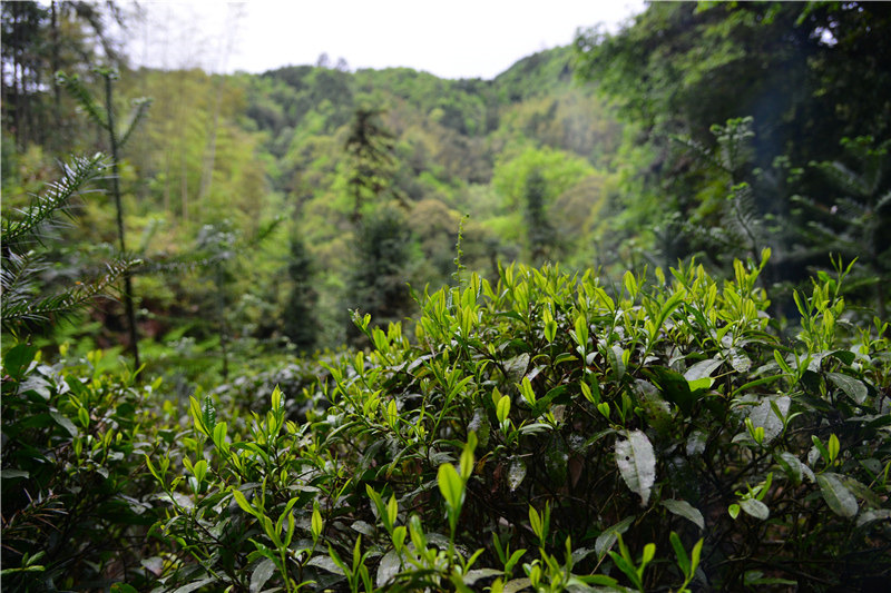 �ò裬����Դ