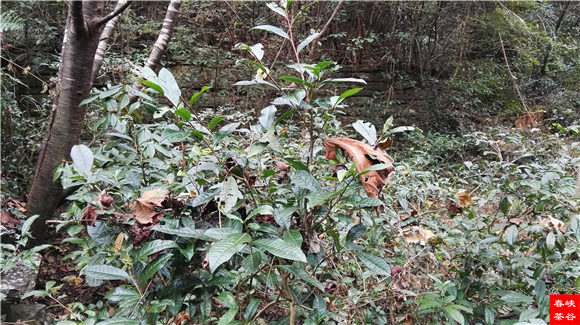 ��Դ����ɽ