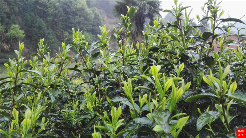 �����F��