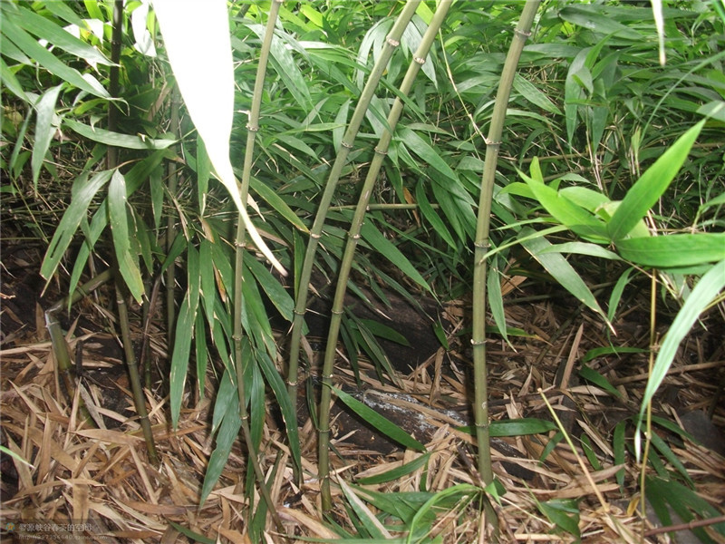 ���öU���zַ