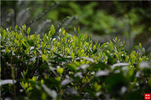 Ʒ���ǲ裬����ǚq��