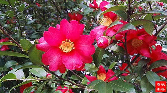 ��M�ʁ����Ǻò������Ǻ�����