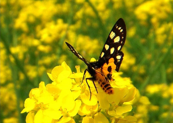 ��ԁ����