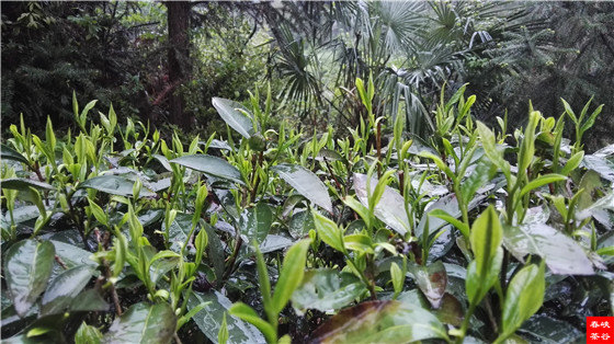 �{�ȴ����~��