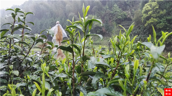 �{�ȴ����~��