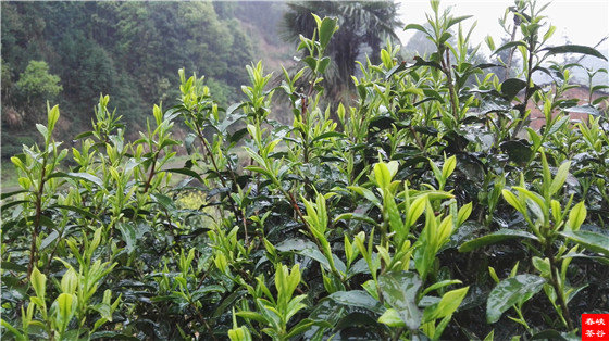 �{�ȴ����~��