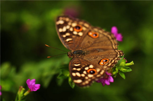 ϲӭ�������ώ������˵�˼����Դ�����и�