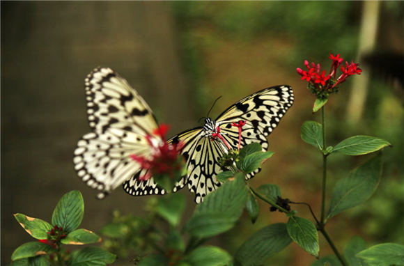 ϲӭ�������ώ������˵�˼����Դ�����и�