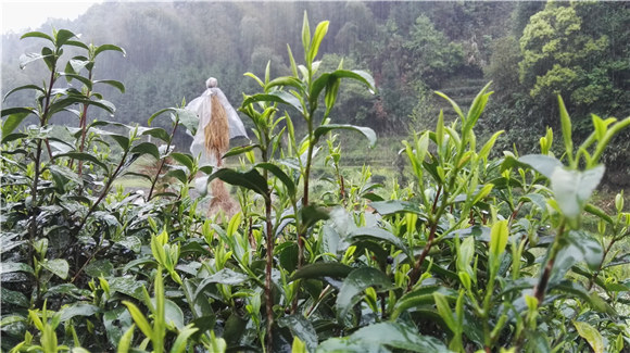 ������Դ