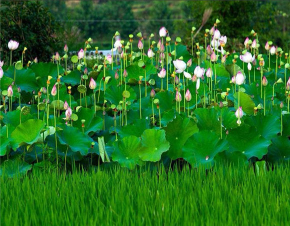 ���׿���