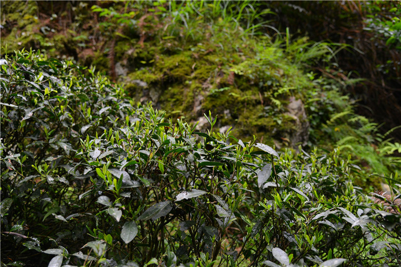 Ʒ�{�ȴ���