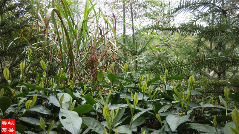 Ʒ�{�ȴ���