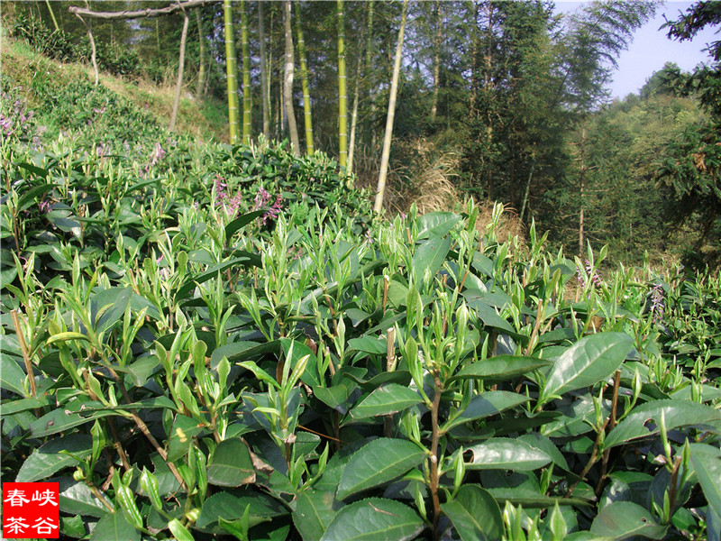 Ʒ�{�ȴ���