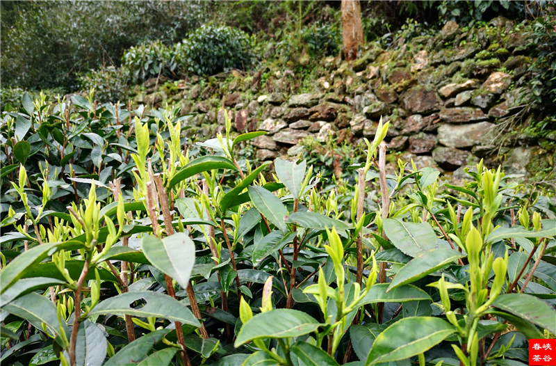 ���о��� �������x