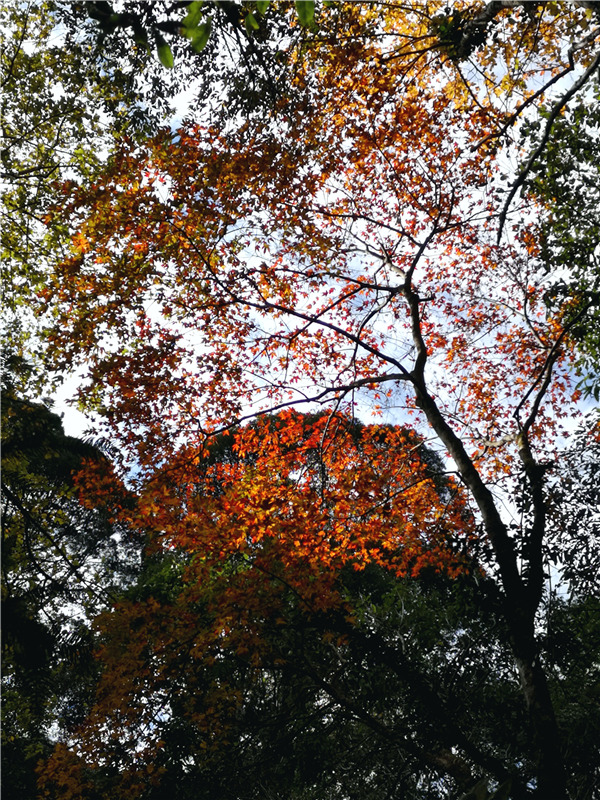 ��ٛ(z��ng)��������ٵ������