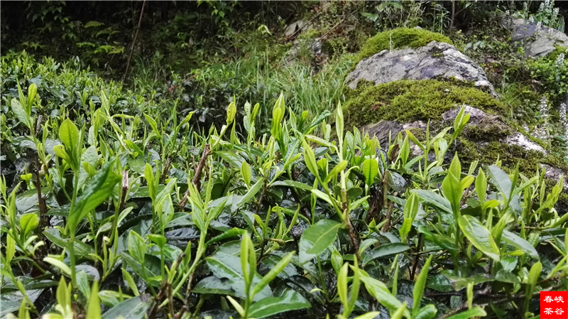 ��ζ�{�ȴ���