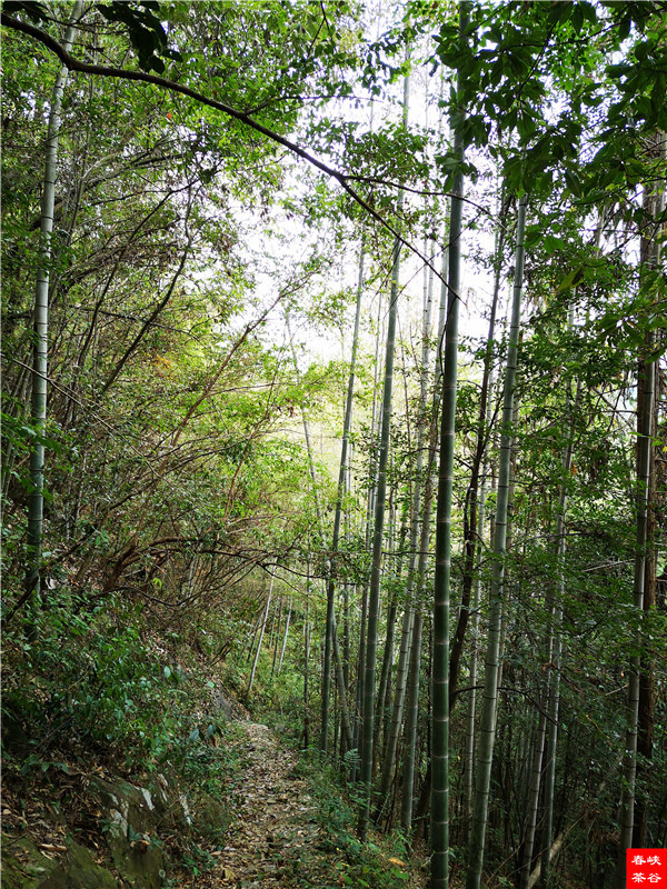 �߳ذ˾���ǰ퍸ĺ��߽^Ԋ 