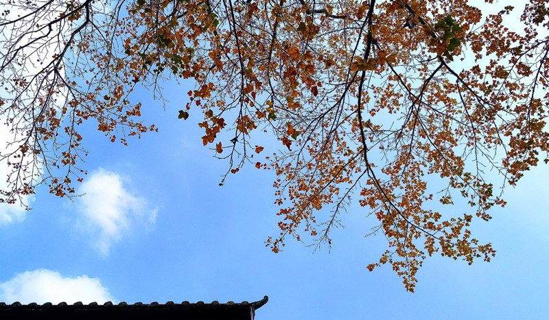 ������l(xi��ng)Ʒ������퍣�