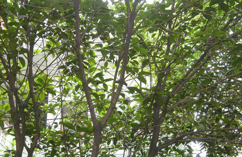 �{�ȴ����