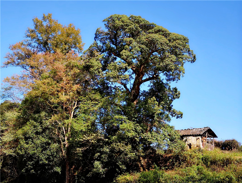 ������Դ