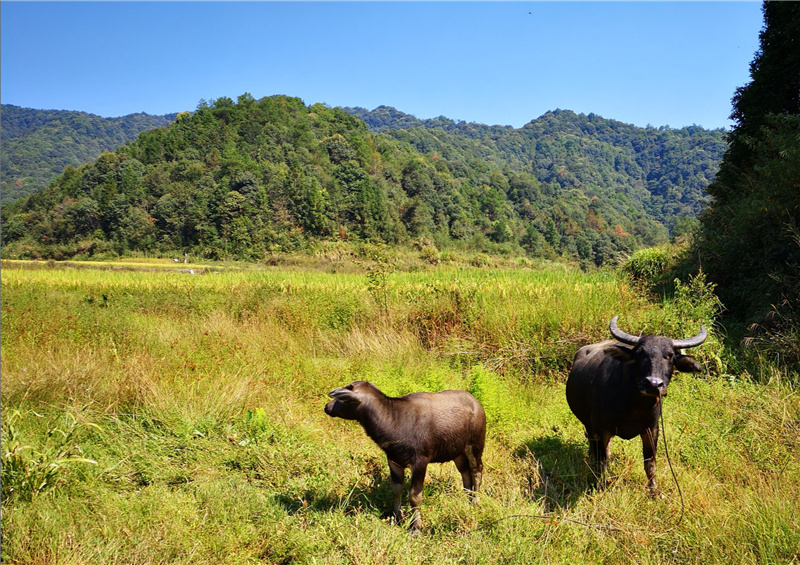 ������Դ