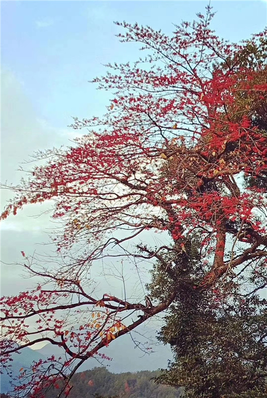 �������Z