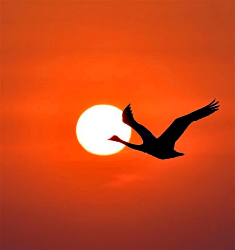 ҹ���İ����Z