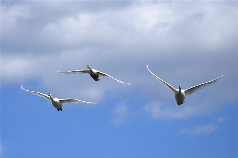 ҹ���İ����Z