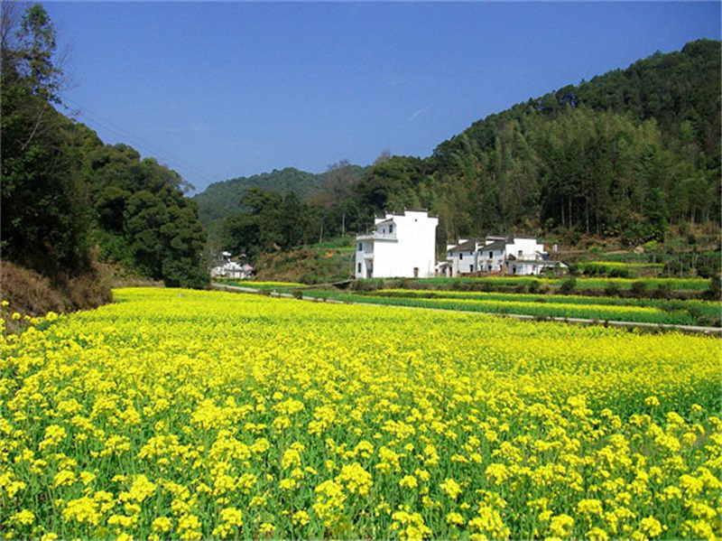 �}�F�w����Դ�D